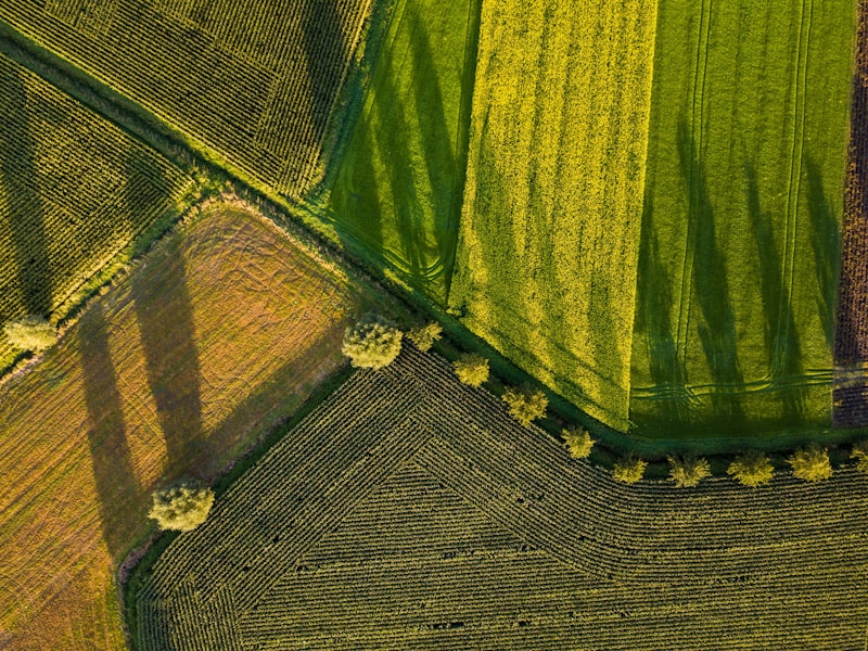 Drones y sensores IoT revolutionan las plantaciones de arándanos en Galicia